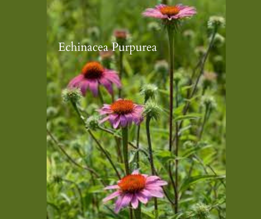 The Power of Nature: An Introduction to Echinacea