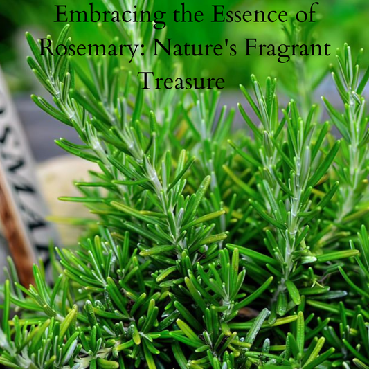 Embracing the Essence of Rosemary: Nature's Fragrant Treasure