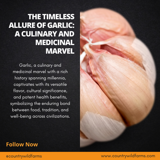 The Timeless Allure of Garlic: A Culinary and Medicinal Marvel