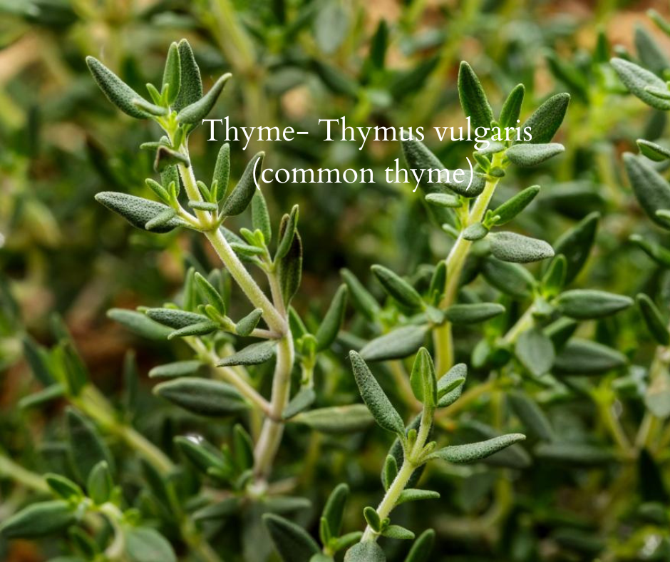 Essence of Thyme: A Culinary and Medicinal Marvel