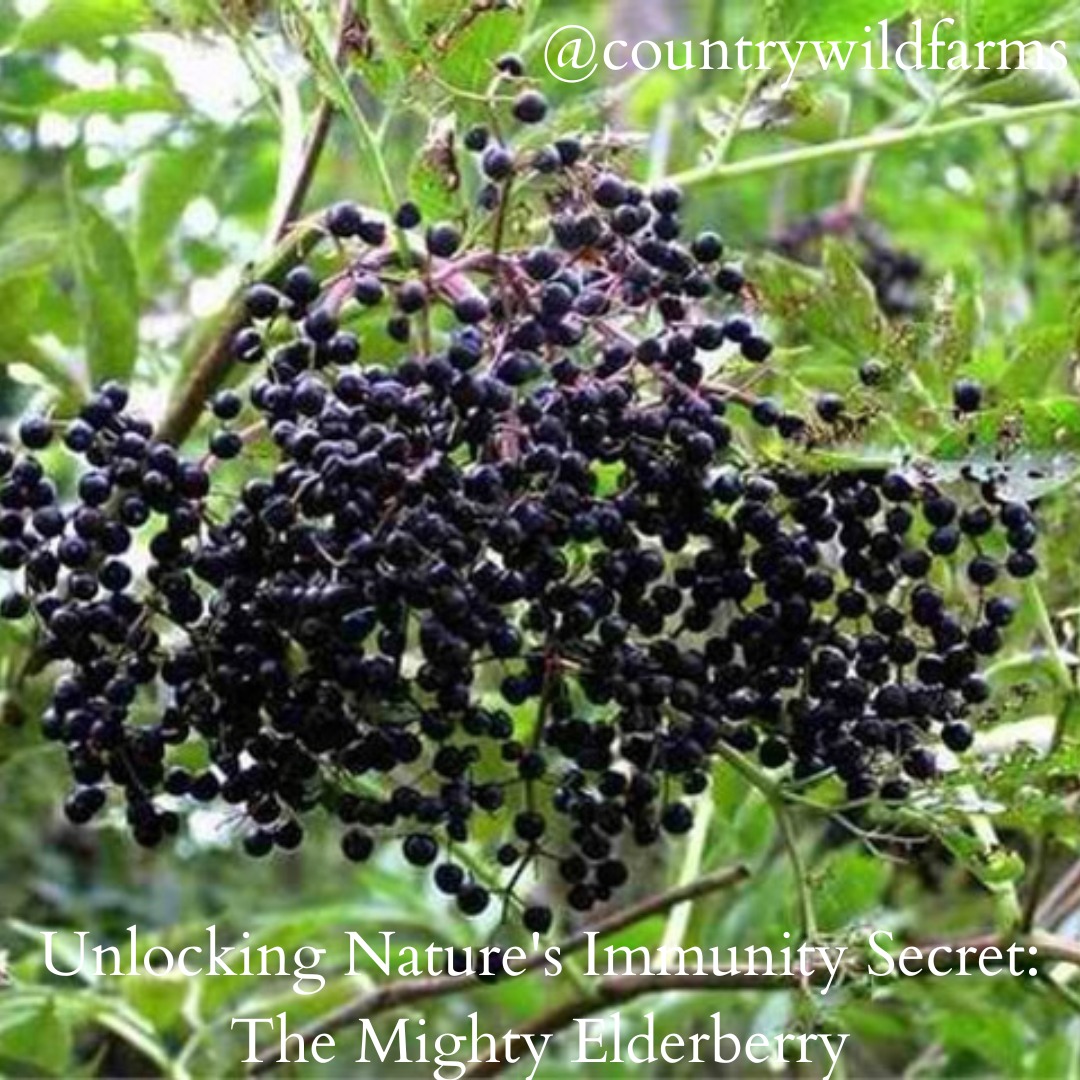 Unlocking Nature's Immunity Secret: The Mighty Elderberry