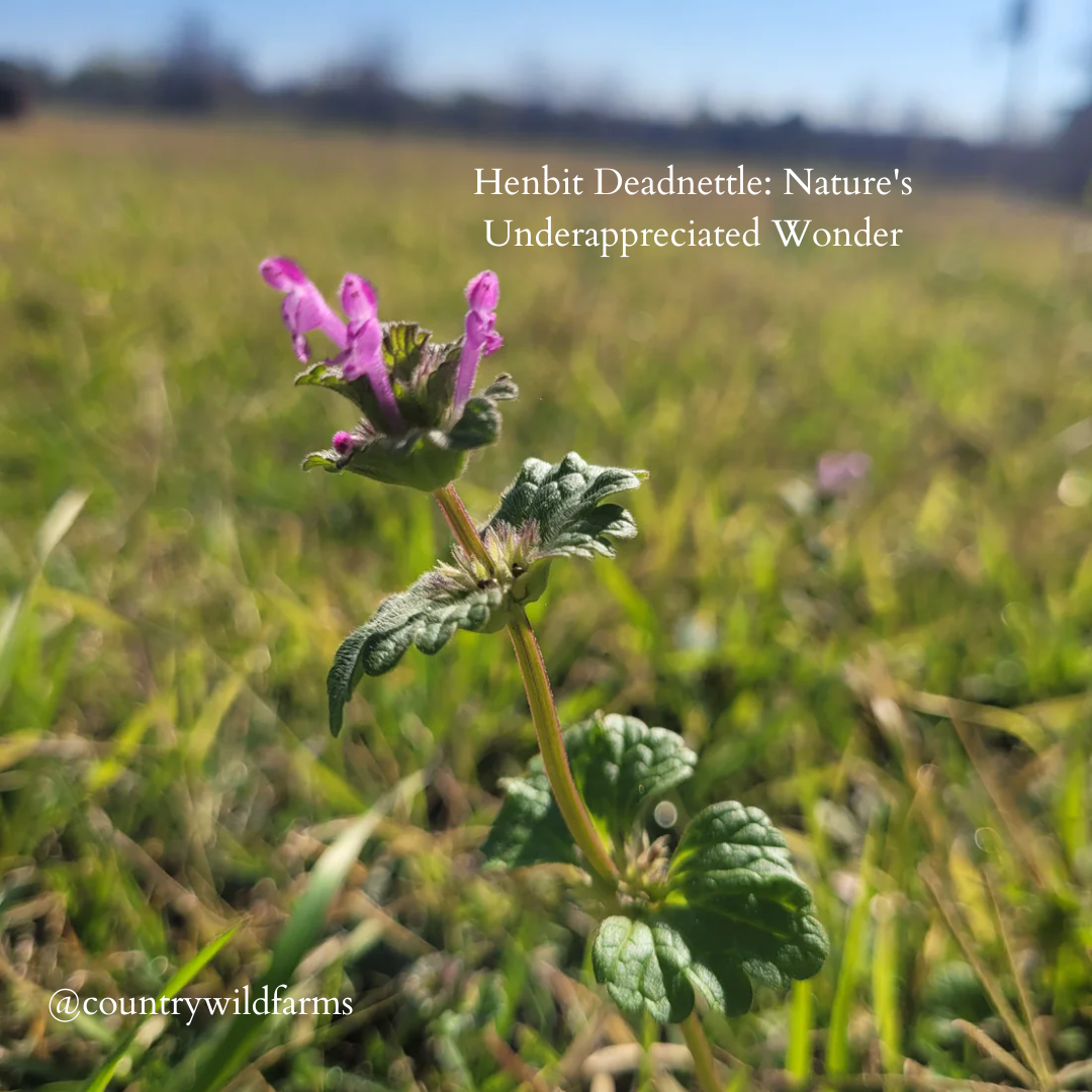 Henbit Deadnettle: Unveiling Nature's Underappreciated Wonders